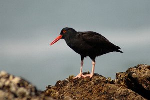 Oystercatcher, Black, 2009-03058224 Montana De Oro State Park, CA